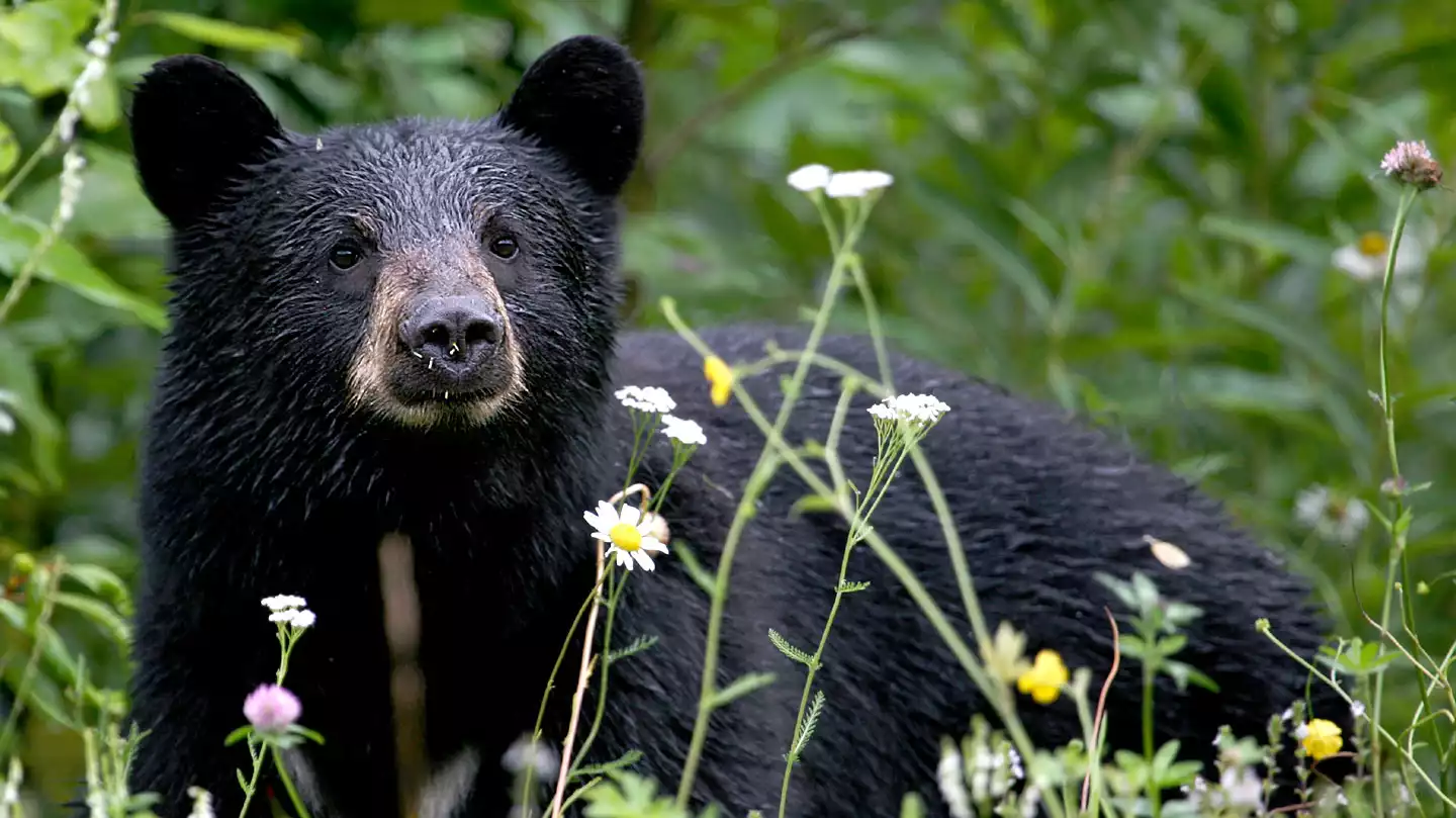 Black bear injures woman in rare attack near Nisswa, MN.