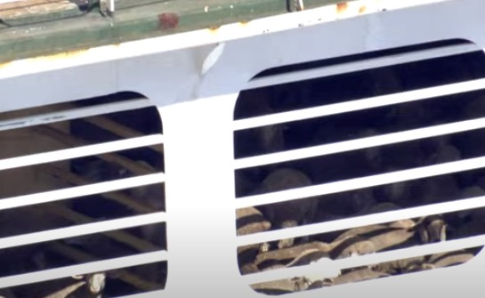 Featured image for Livestock Stranded at Sea: Dire Conditions and Australia's Response