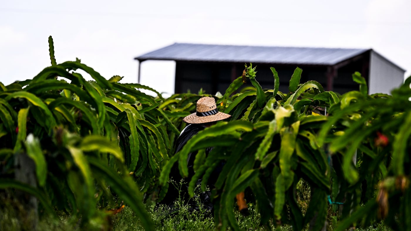 "Florida Governor DeSantis Blocks Heat Protections for Workers, Despite Opposition"