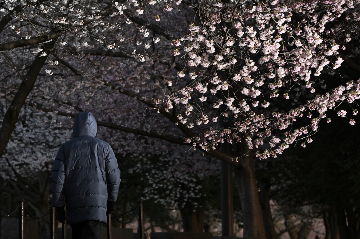Featured image for "DC's Tidal Basin Project: Removal of 300 Cherry Trees for Seawall Repair"