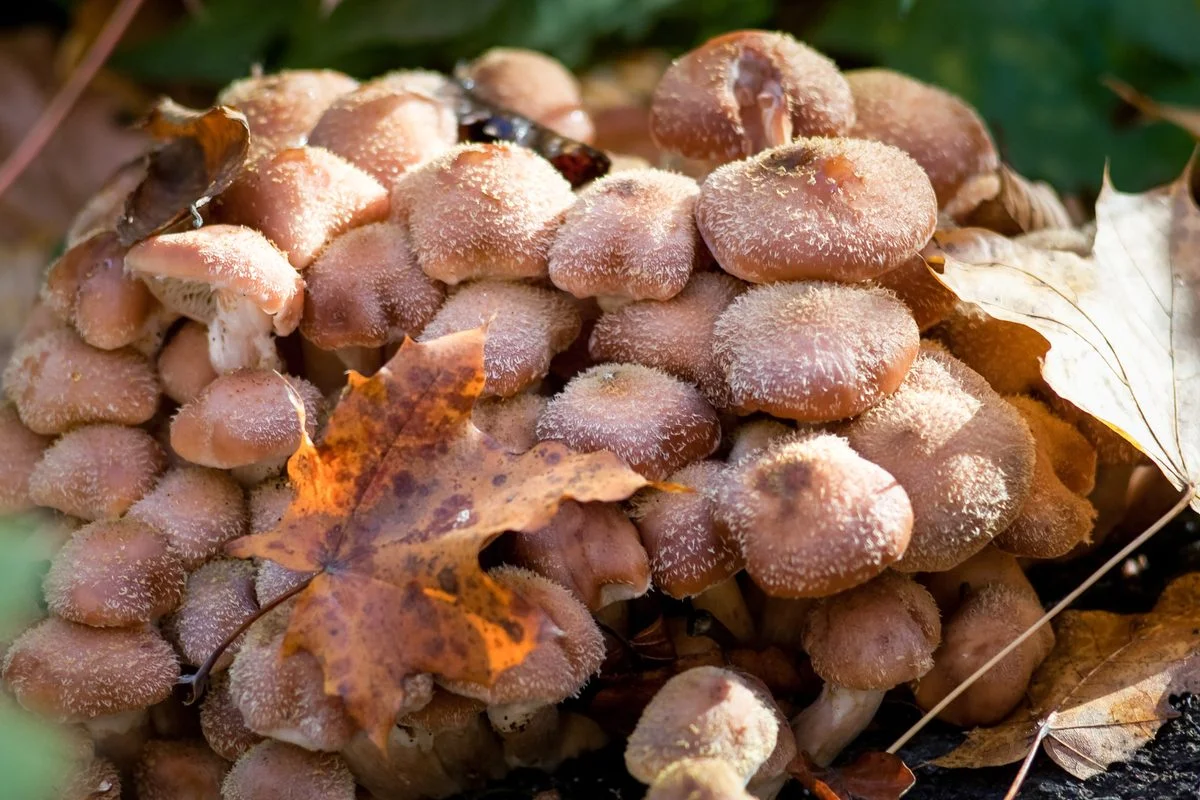 Oregon's Hidden Giant: The 8,650-Year-Old Honey Fungus Spanning 3.7 Square Miles
