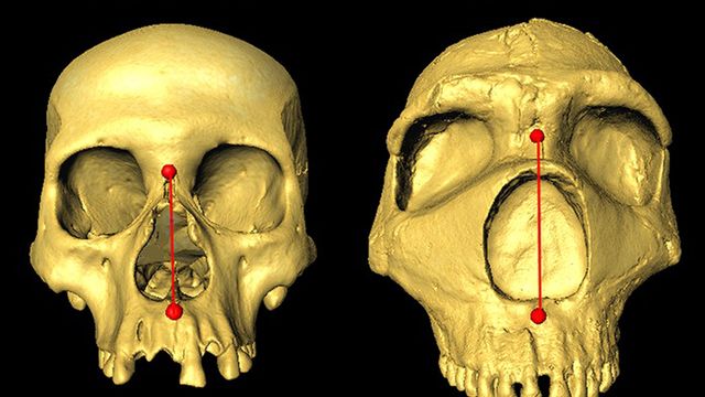 Featured image for Neanderthal Gene Shapes Modern Human Noses.