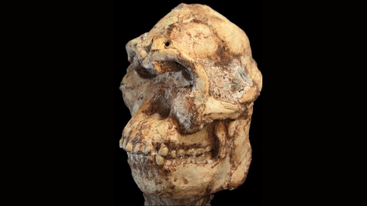 Featured image for 'Little Foot' Fossil Could Be a New Human Ancestor Species