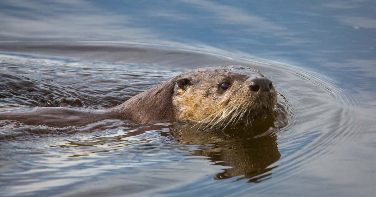 "Montana River Otter Attack Leaves Woman Hospitalized and Others Injured"