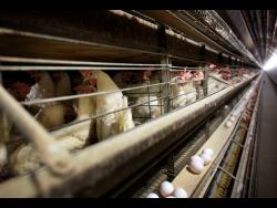 Featured image for Bird Flu Forces Iowa Farmers to Cull 4.2 Million Chickens
