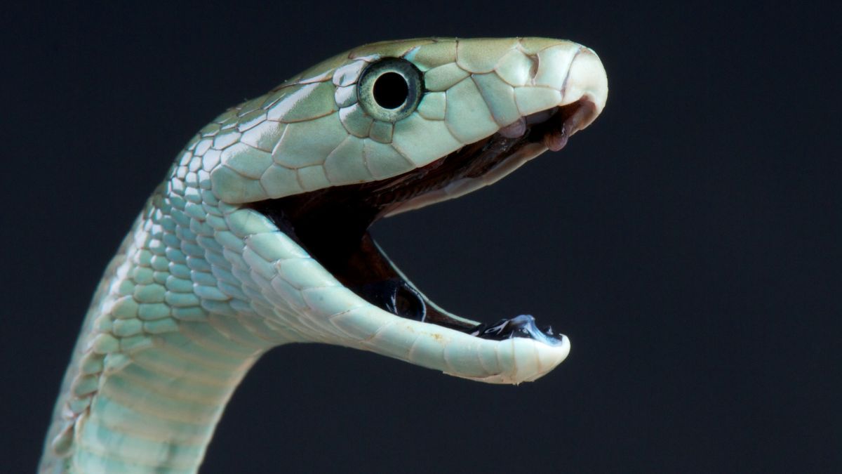 Featured image for Deadly Duel: Venomous Black Mambas Clash in Backyard Brawl