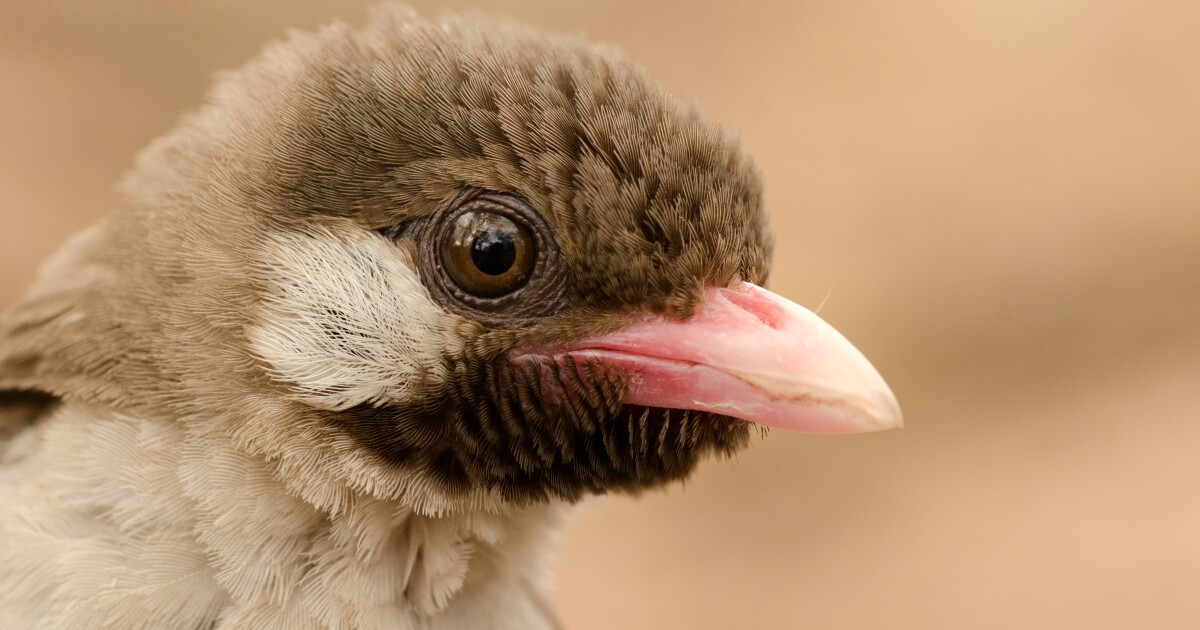 Featured image for "The Secret Language of African Birds: Unlocking the Path to Honey"