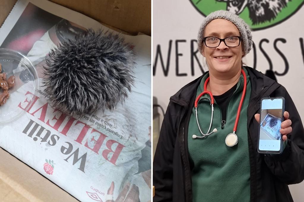 Featured image for Woman's Rescue of Sick Baby Hedgehog Reveals Surprising Truth