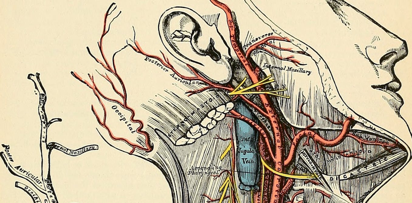 Featured image for "The Timeless Role of Medical Illustration in Educating Doctors"