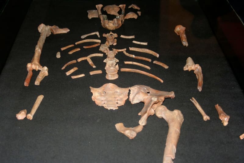 Featured image for New Species Discovery Challenges Human Origins