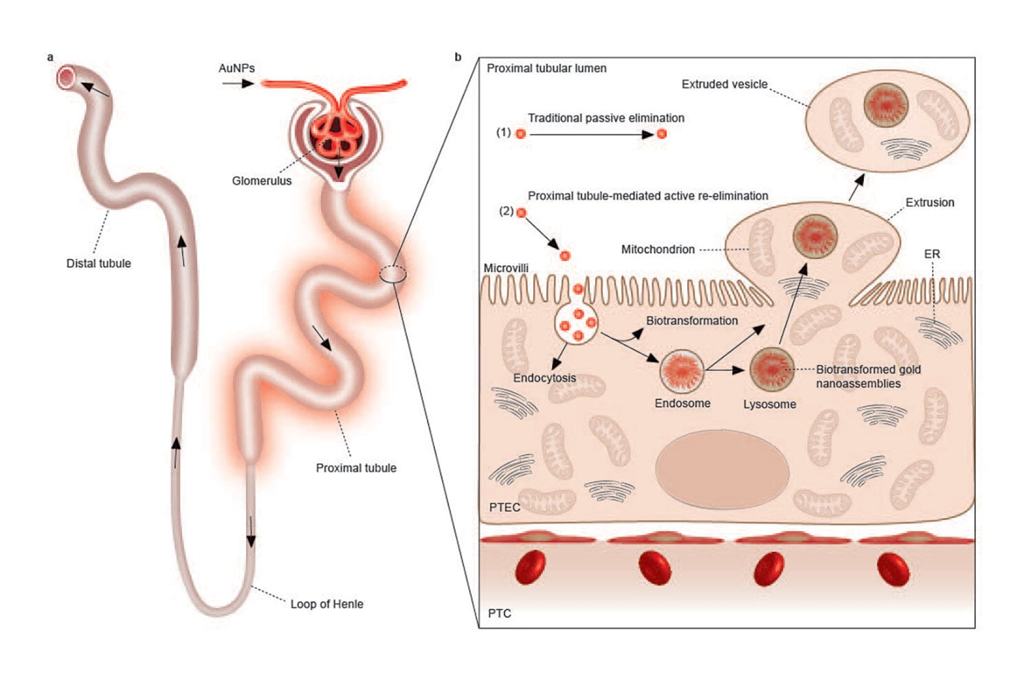 Featured image for "Groundbreaking Study Reveals Kidney Cells' Remarkable Self-Renewal Abilities"