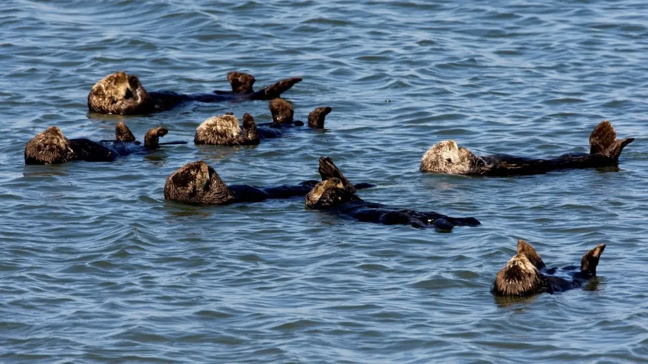 Rare parasite kills California sea otters and poses potential threat to humans