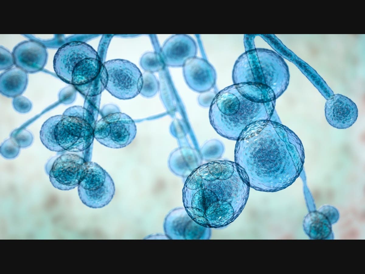 Featured image for "Rapid Spread of Drug-Resistant Superbugs Across Multiple U.S. States"