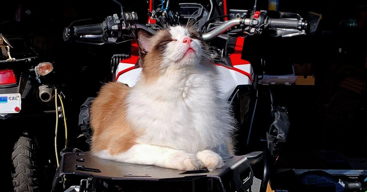 Featured image for The Unexpected Healing Power of a Cat's Purr