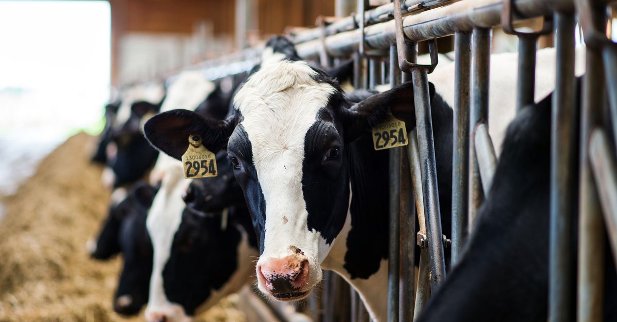 Featured image for "Rising Concerns: Avian Flu Spreads in Dairy Industry"