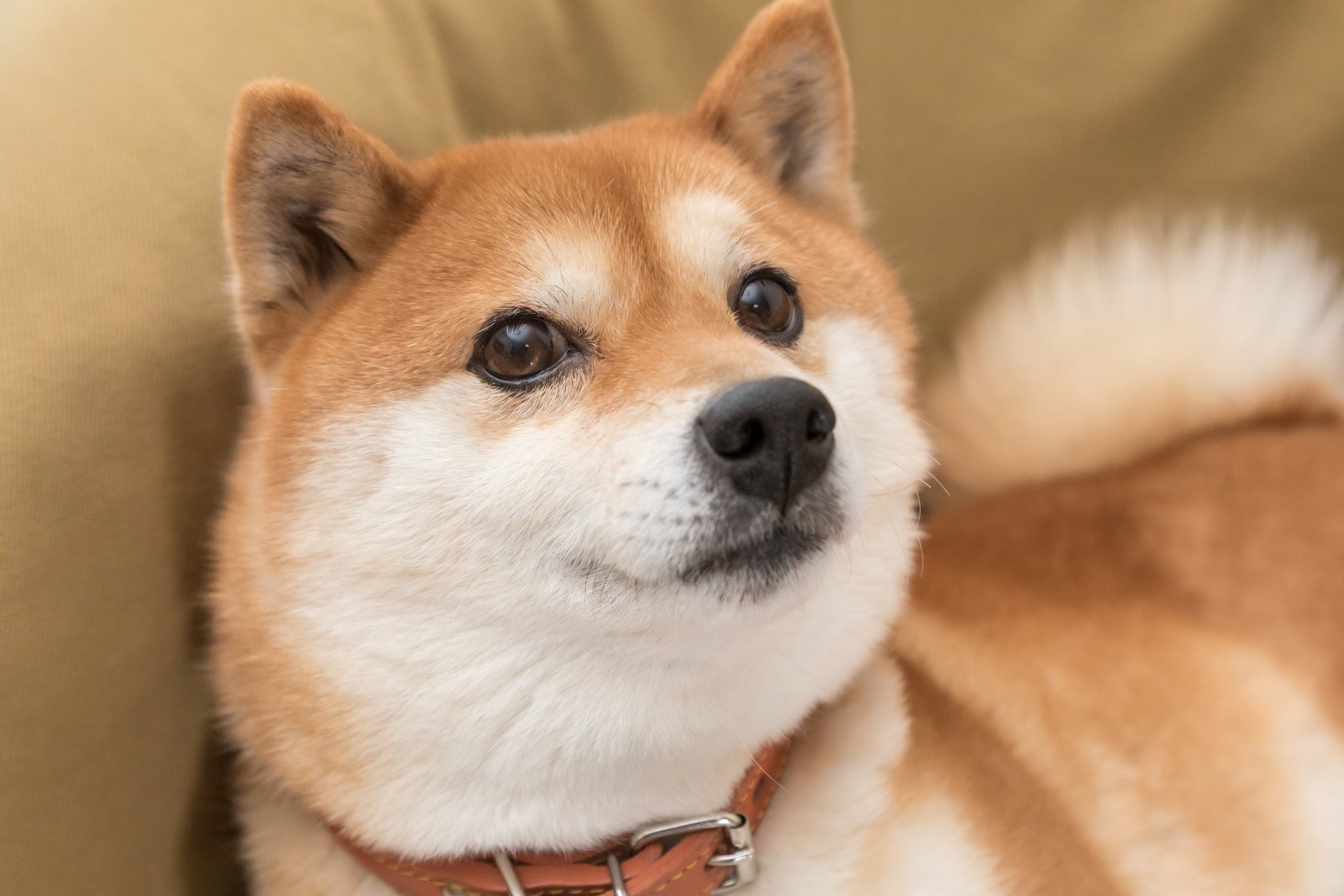 Featured image for Shiba Inu's 2023 Surge: A New Era for Meme Coins?