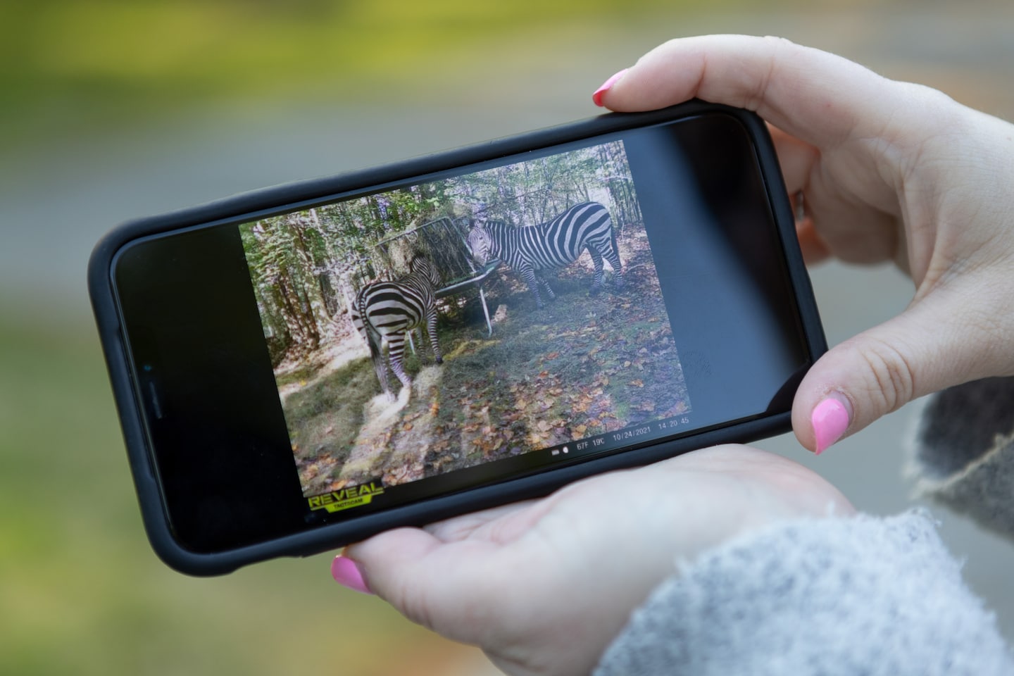 Maryland Zebra Owner Acquitted in Animal Cruelty Case