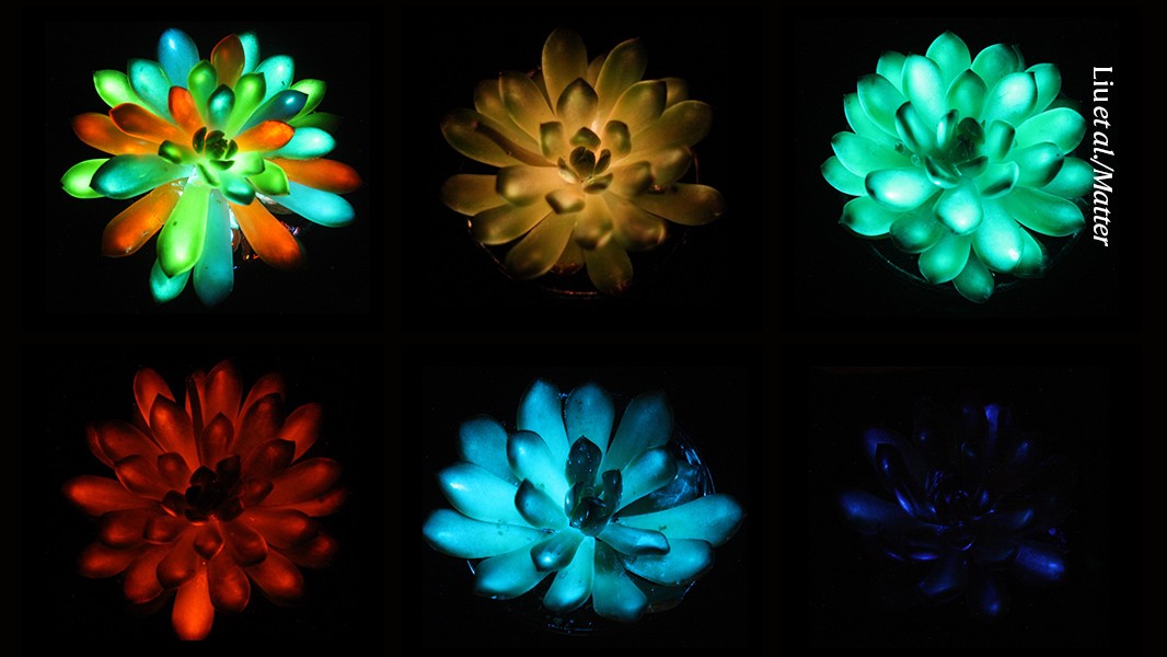 Featured image for Colorful Glow-in-the-Dark Succulents Could Revolutionize Lighting