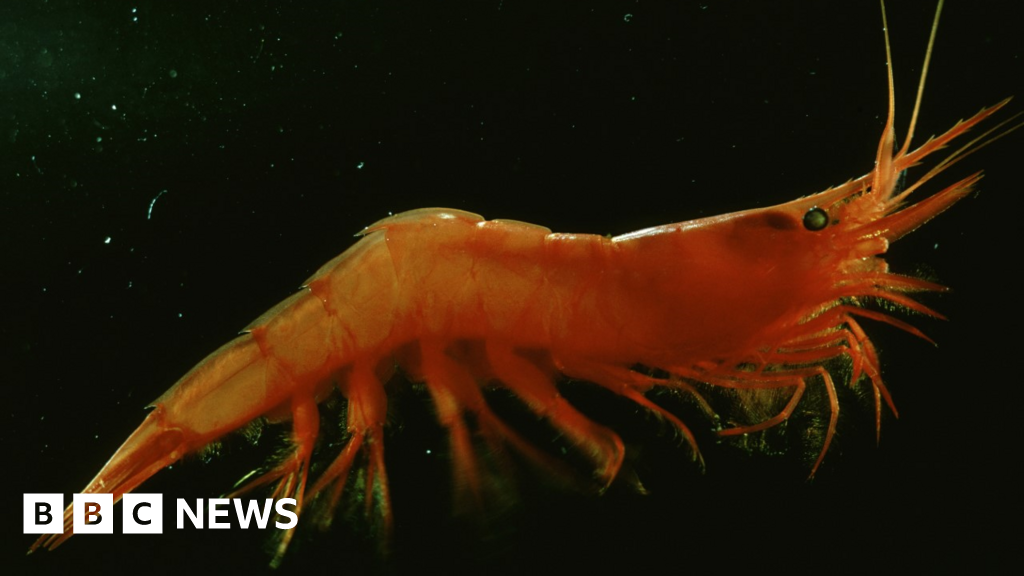 Featured image for Warming oceans threaten life in the 'twilight zone'.