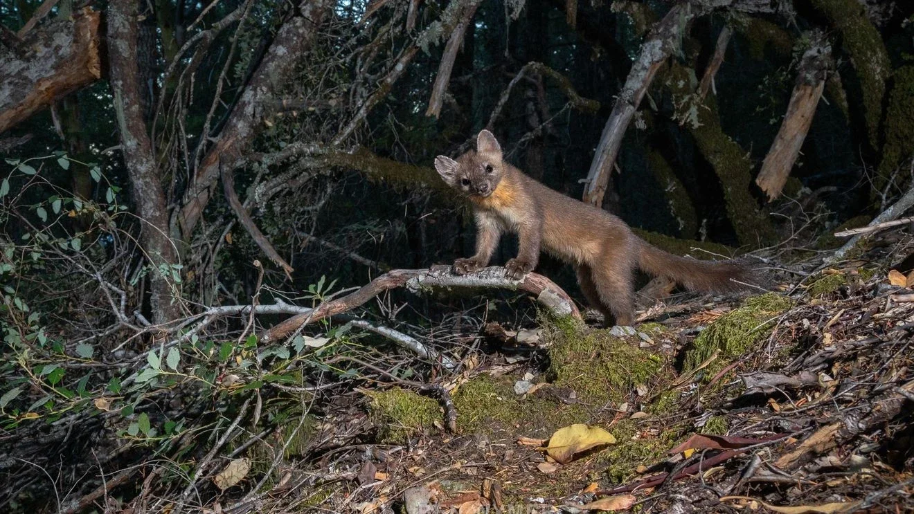 Coastal martens mapped: OSU study reveals habitat preferences and a 46-individual snapshot