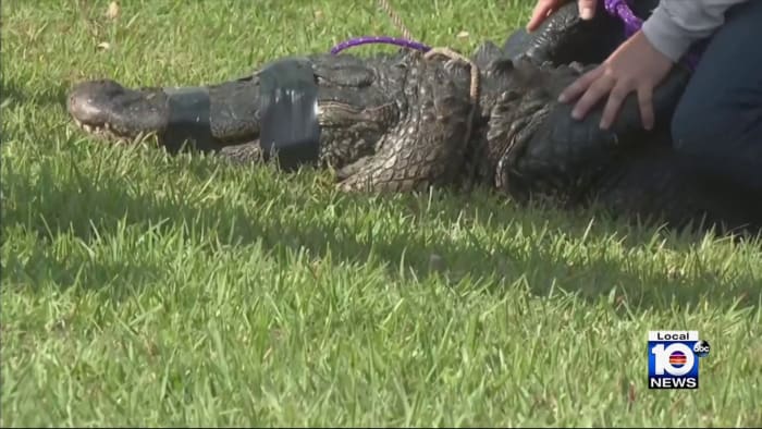 Featured image for "Wrongful Death Lawsuit Filed by Family of Woman Killed in Alligator Attack"