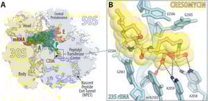 Featured image for "Synthetic Molecule: A Potent Antibiotic Against Drug-Resistant Superbugs"