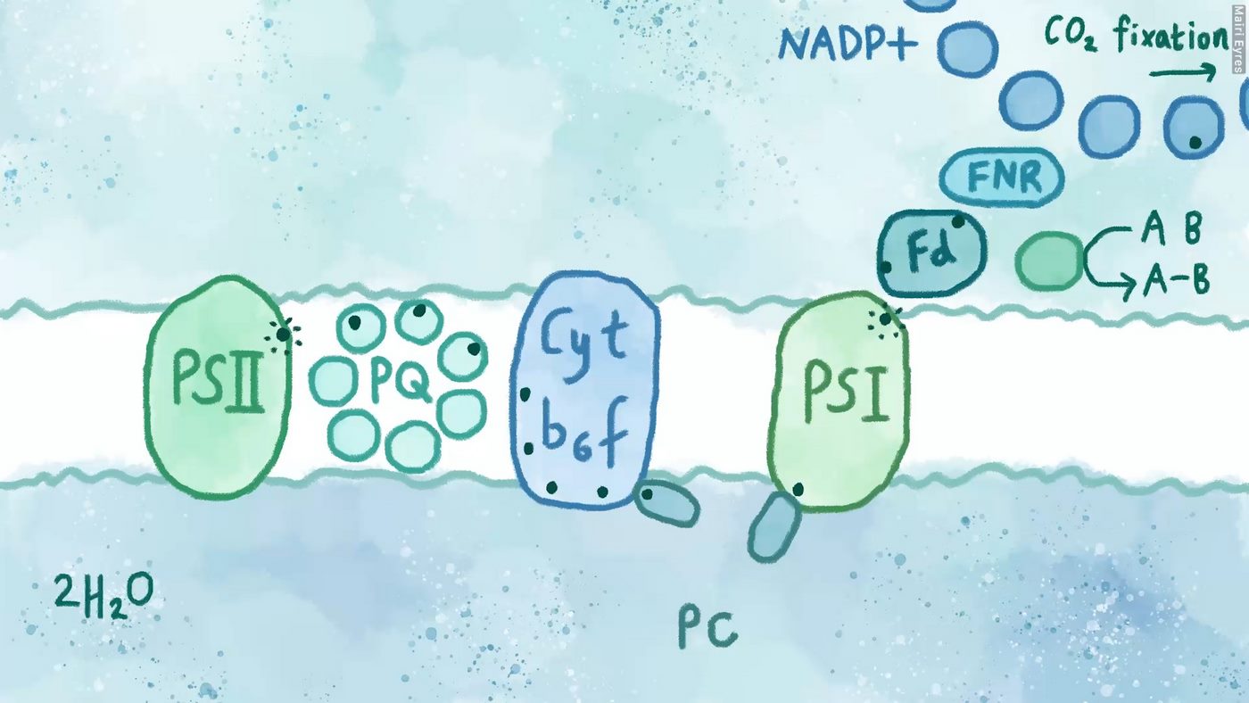 Featured image for "Revolutionary Photosynthesis Hack Unlocks Renewable Energy Potential"