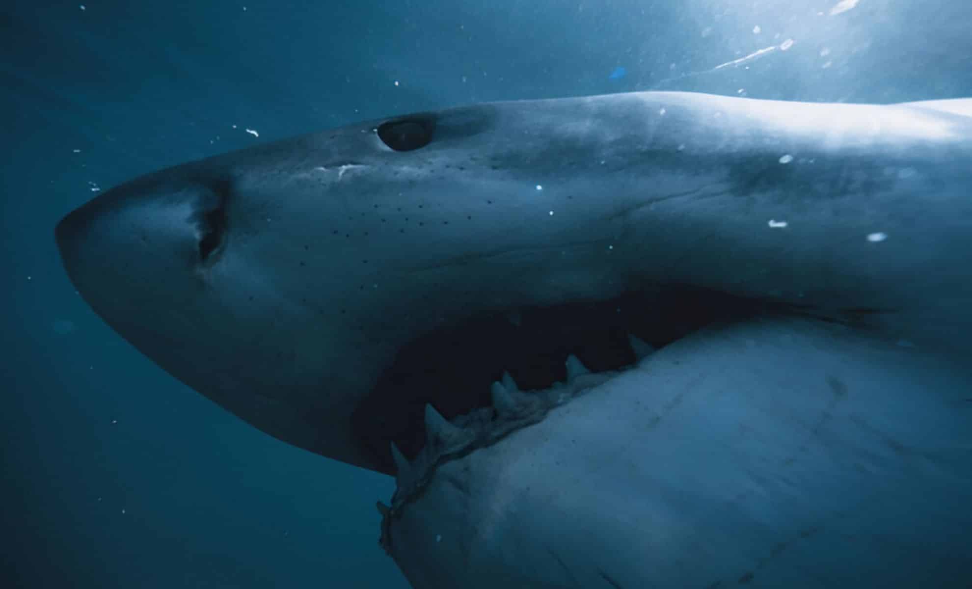 Featured image for Record-Breaking Great White Shark Spotted Off U.S. Coast