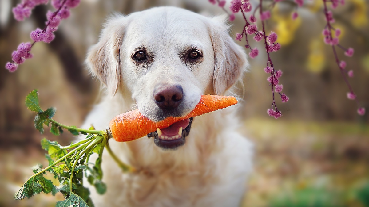 "Vets Recommend Raw Carrots and Other Veggies for Dogs' Diets"