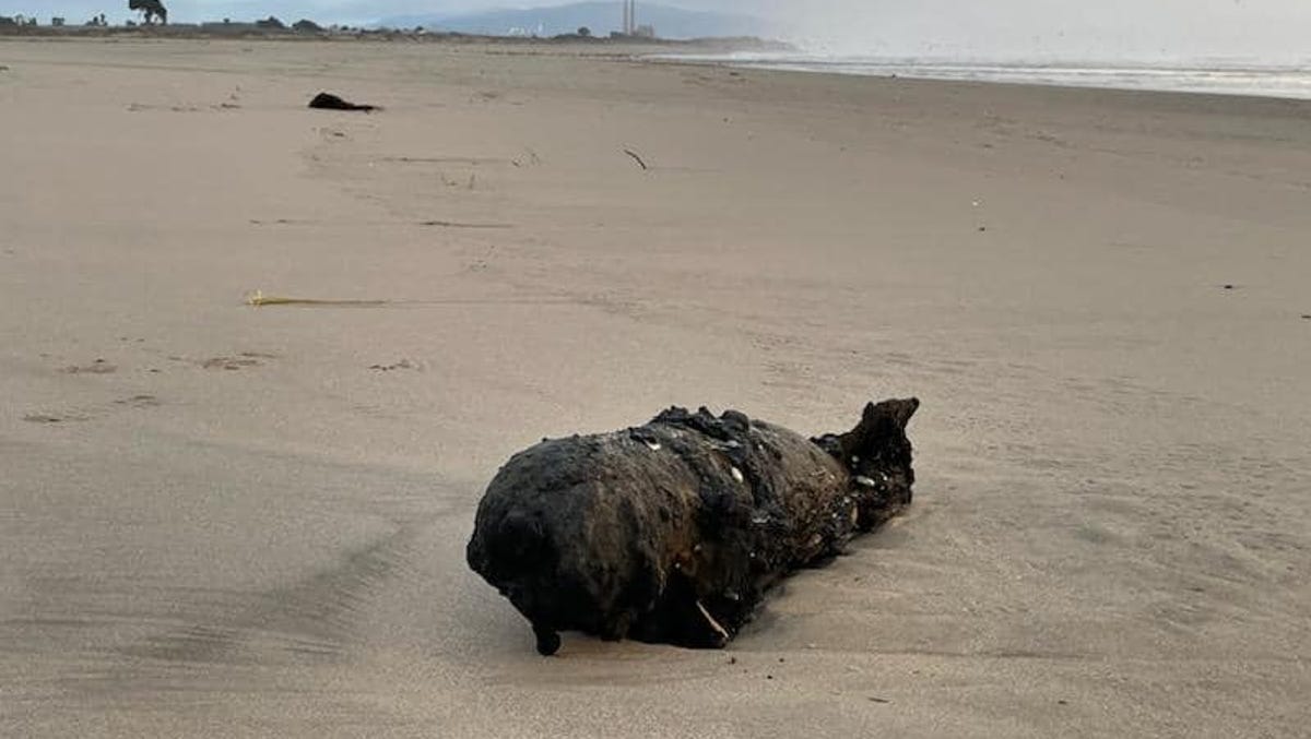 Featured image for "WWII-Era Practice Bomb Discovered on Santa Cruz Beach Amid High Surf"