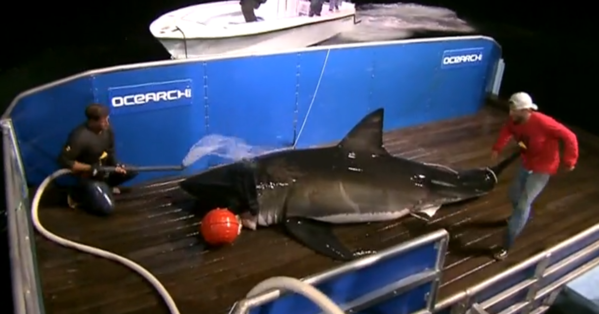 Featured image for Great White Shark Numbers on the Rise, According to Researchers