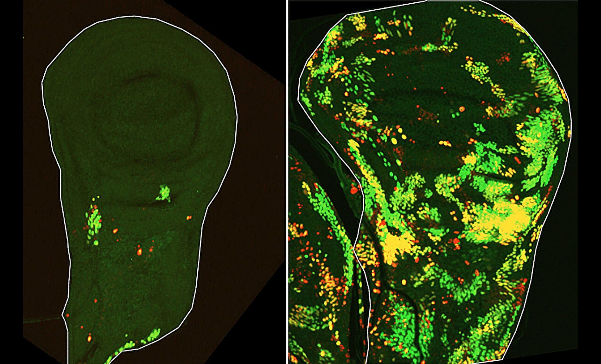 Featured image for New Research Solves 50-Year Tissue Regeneration Mystery