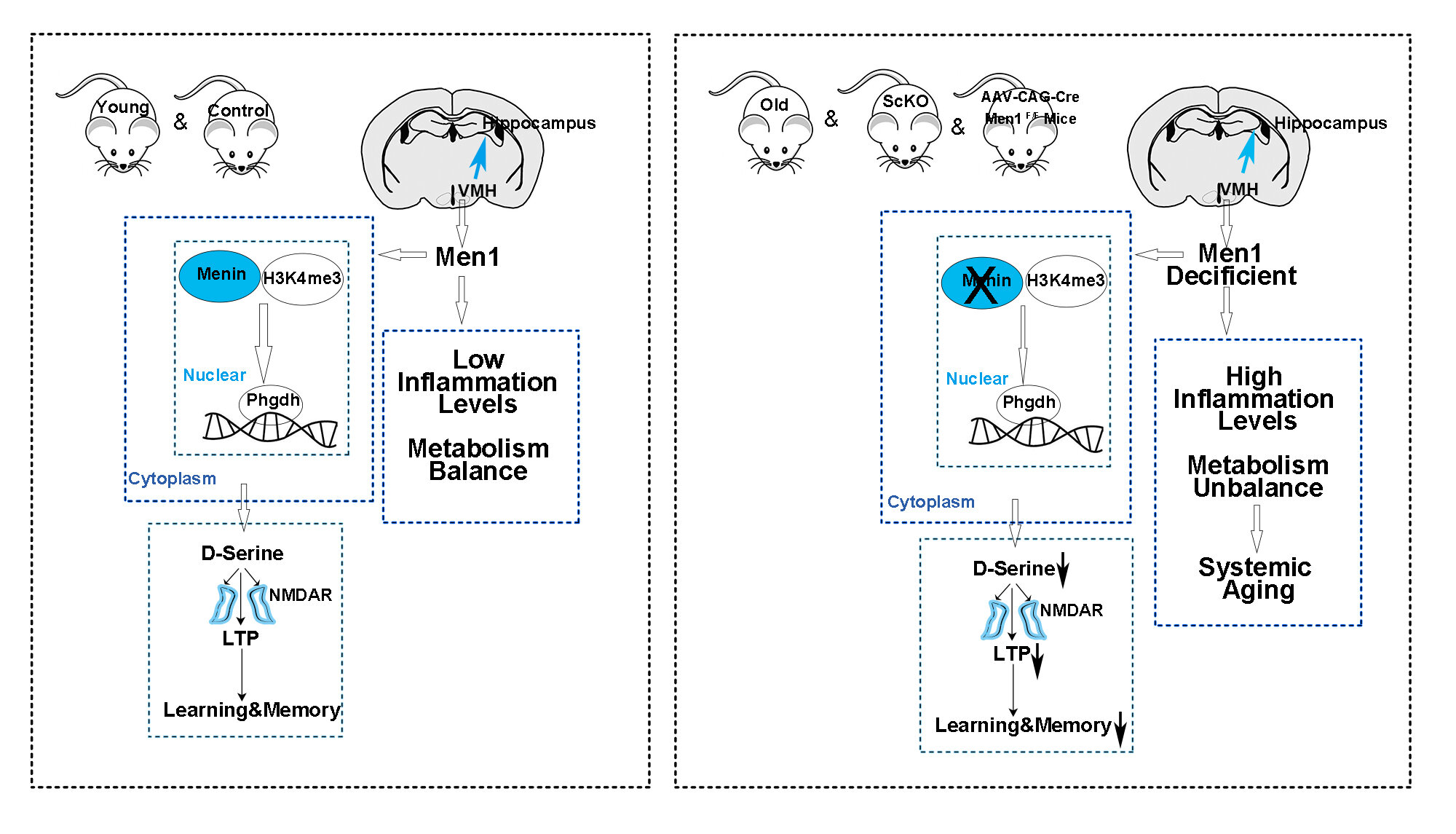 Dietary supplement reverses aging by countering menin loss in mice.