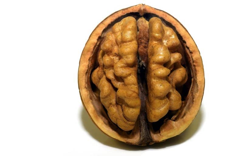 Featured image for The Brain's Response to Diet.