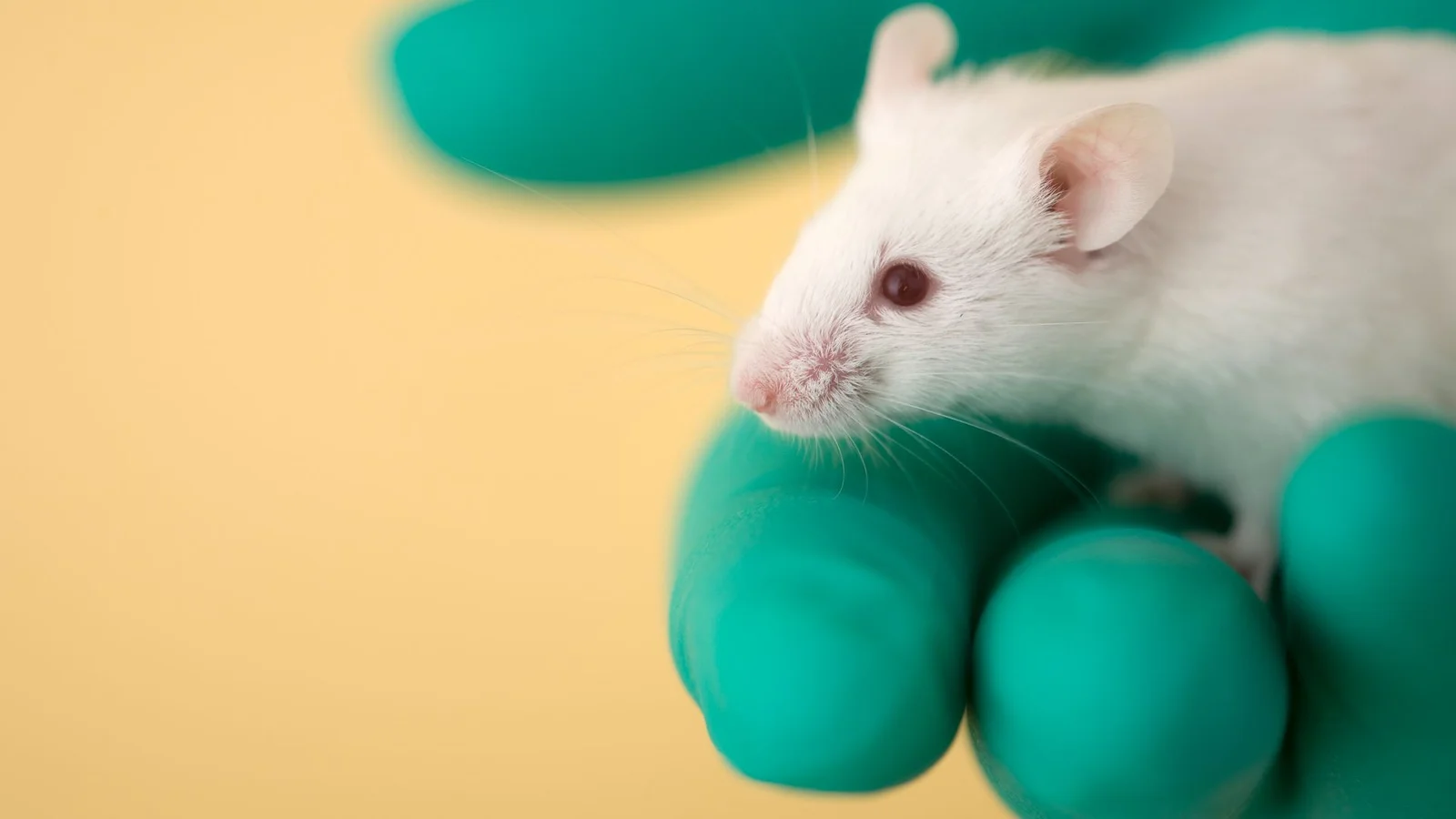 Nasal spray vaccine in mice shows potential for broad protection against viruses, bacteria, and allergens