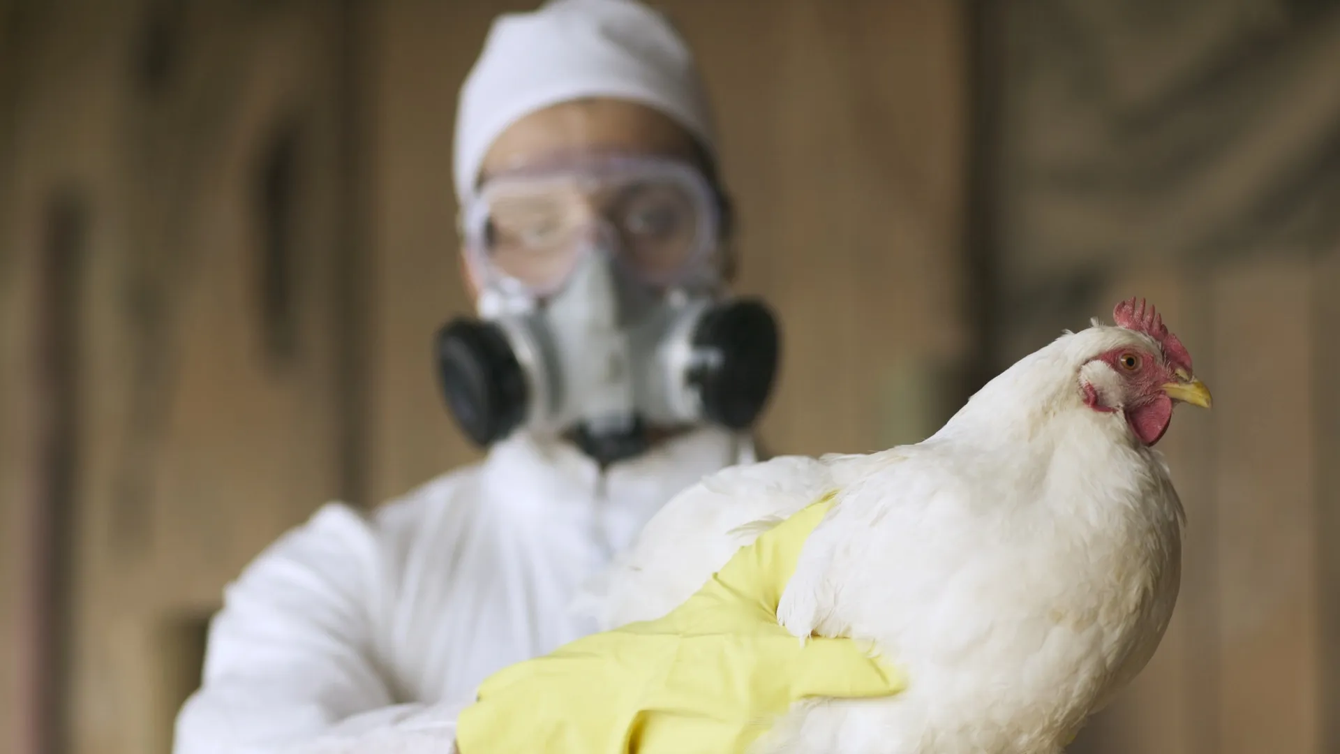 Featured image for Bird flu's heat resistance raises pandemic concerns
