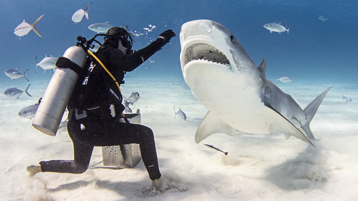 Featured image for "Divers Capture Incredible Footage of Feeding Hammerhead and Tiger Sharks"
