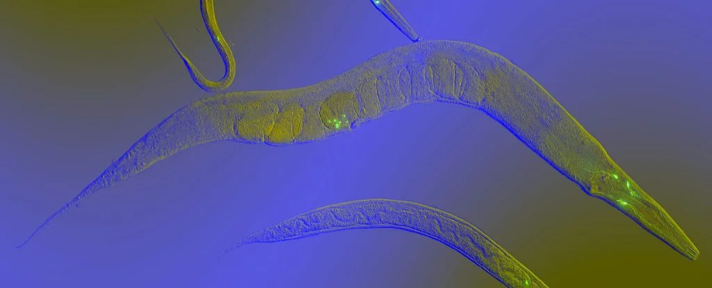 "Emotional Complexity Found in Simple Worms"