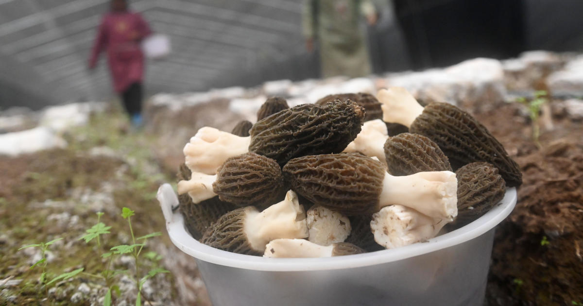 Featured image for "Unraveling the Enigma: Investigating the Morel Mushroom Food Poisoning Outbreak"