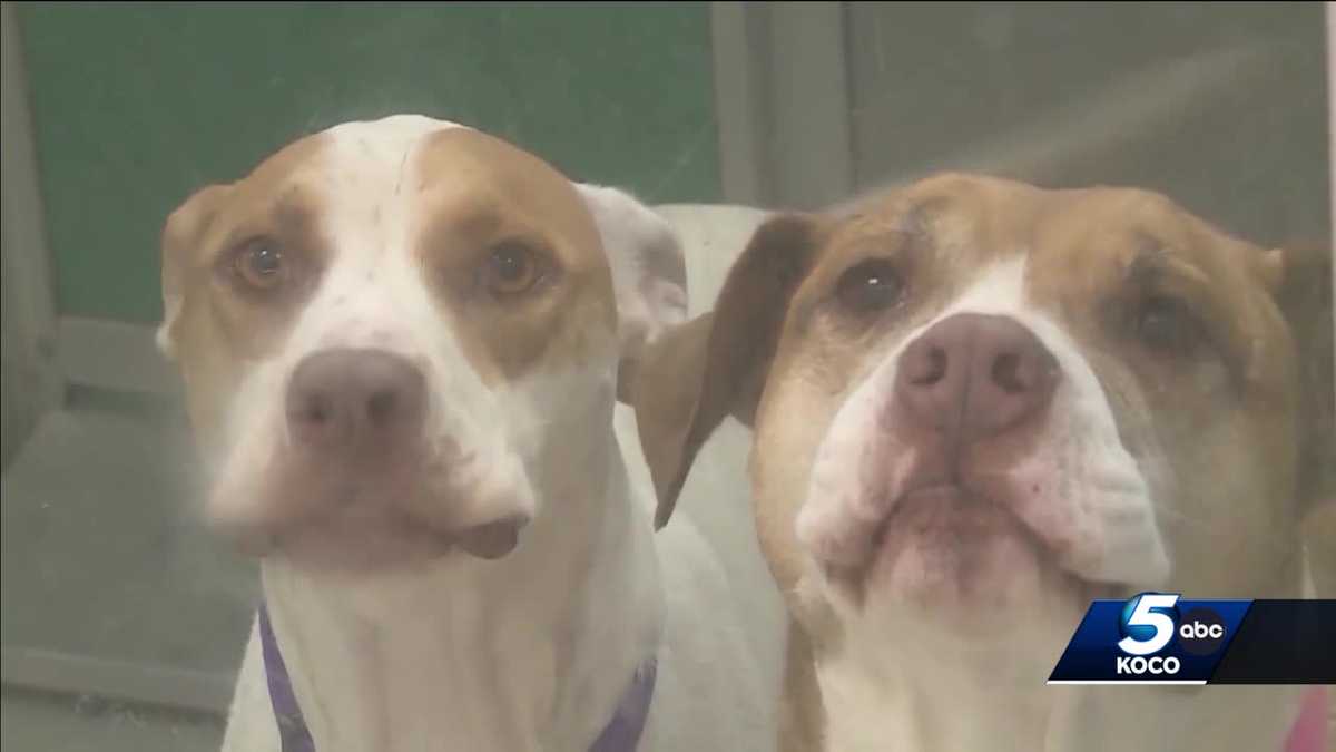 Featured image for Second Oklahoma animal shelter shut down due to canine flu outbreak.