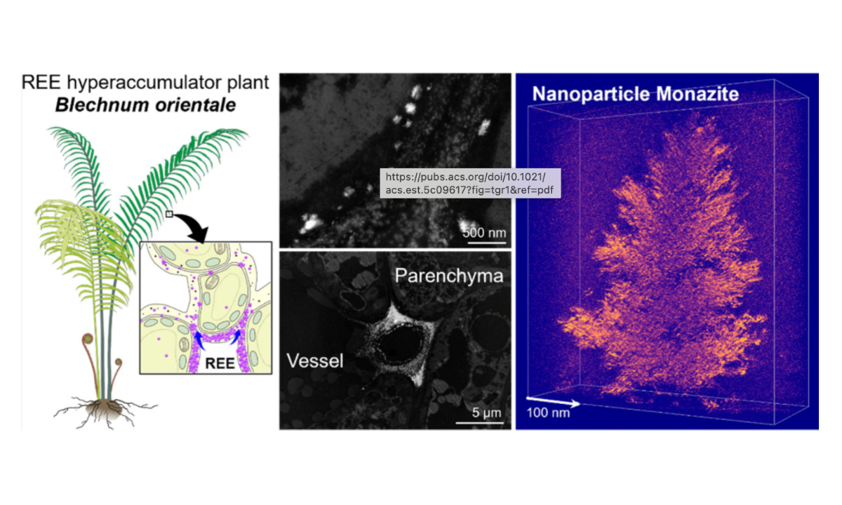 Featured image for Chinese Scientists Find Rare-Earth Biomineralization in Ferns, Enhancing Sustainable Supply