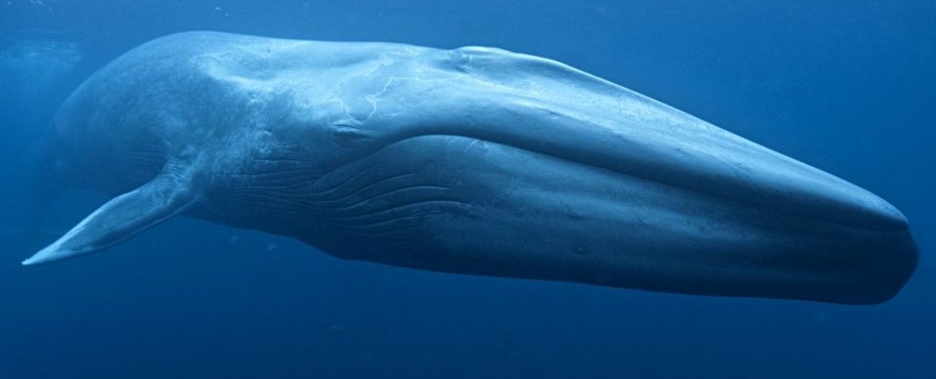 Featured image for "Unexpected Hybridization: Blue Whales Found to Mate with Another Species"