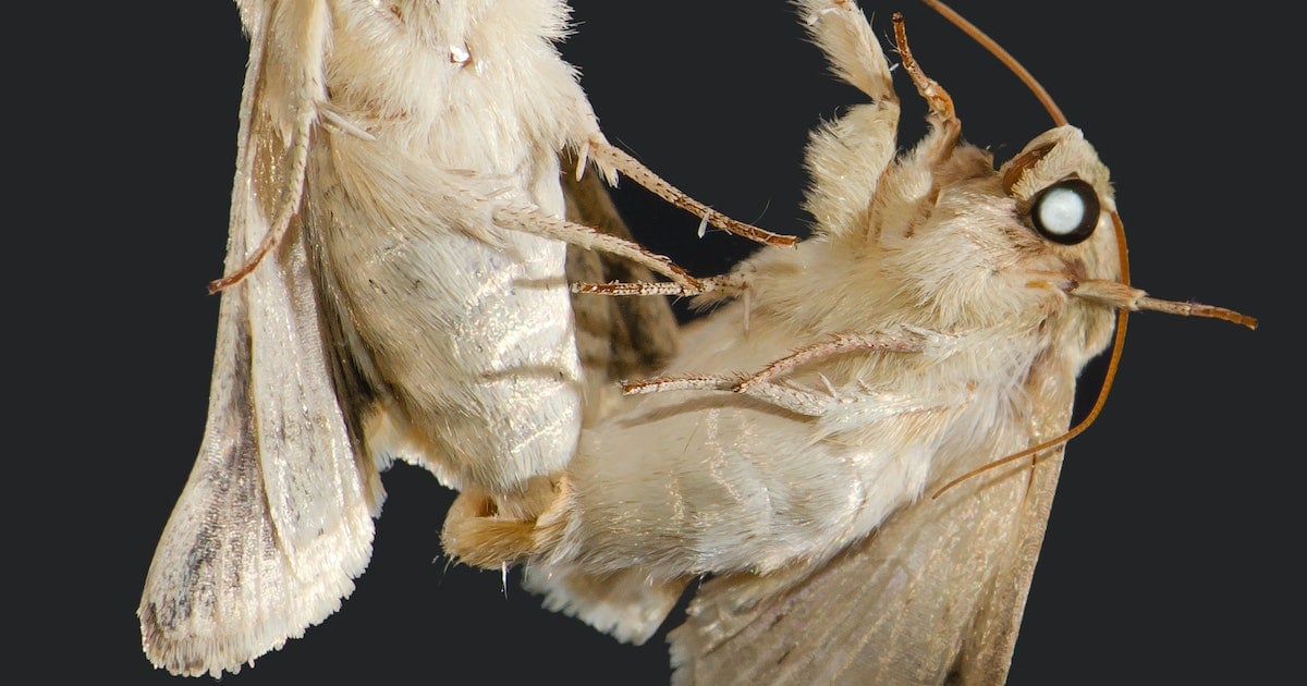 Featured image for Decoding the Alluring Scent of Male Moth Pheromones