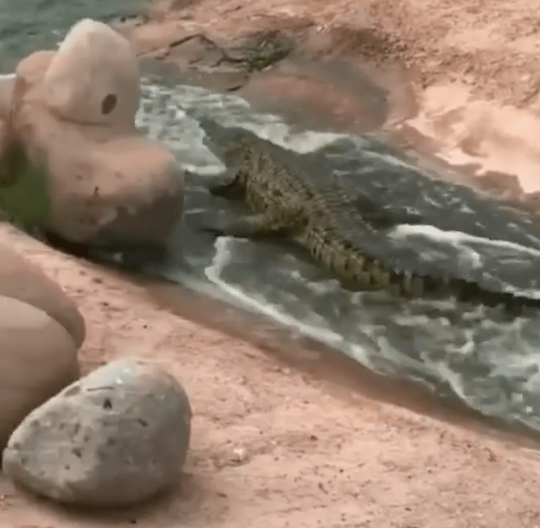 Featured image for Playful Alligator Splashes in Stream