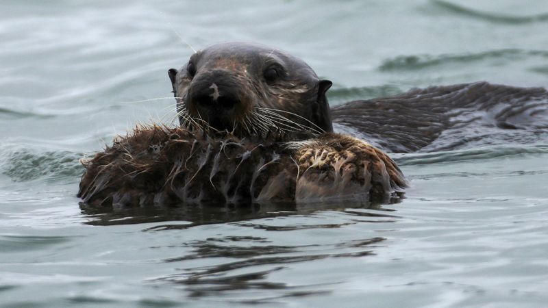 Featured image for Rare parasite killing California sea otters could pose human risk
