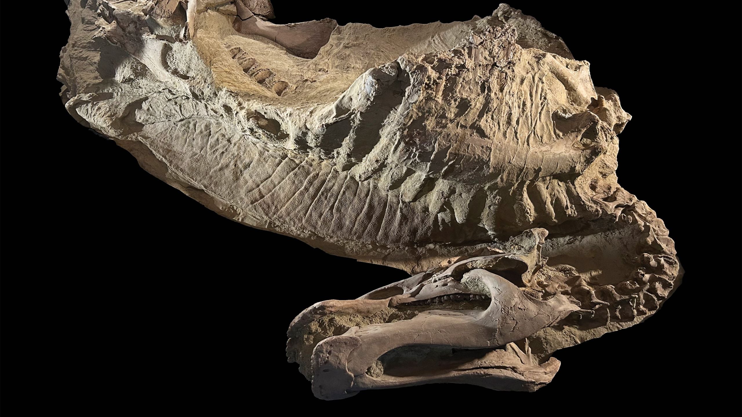 Featured image for Remarkable Dinosaur Mummies with Preserved Skin and Hooves Discovered in Wyoming