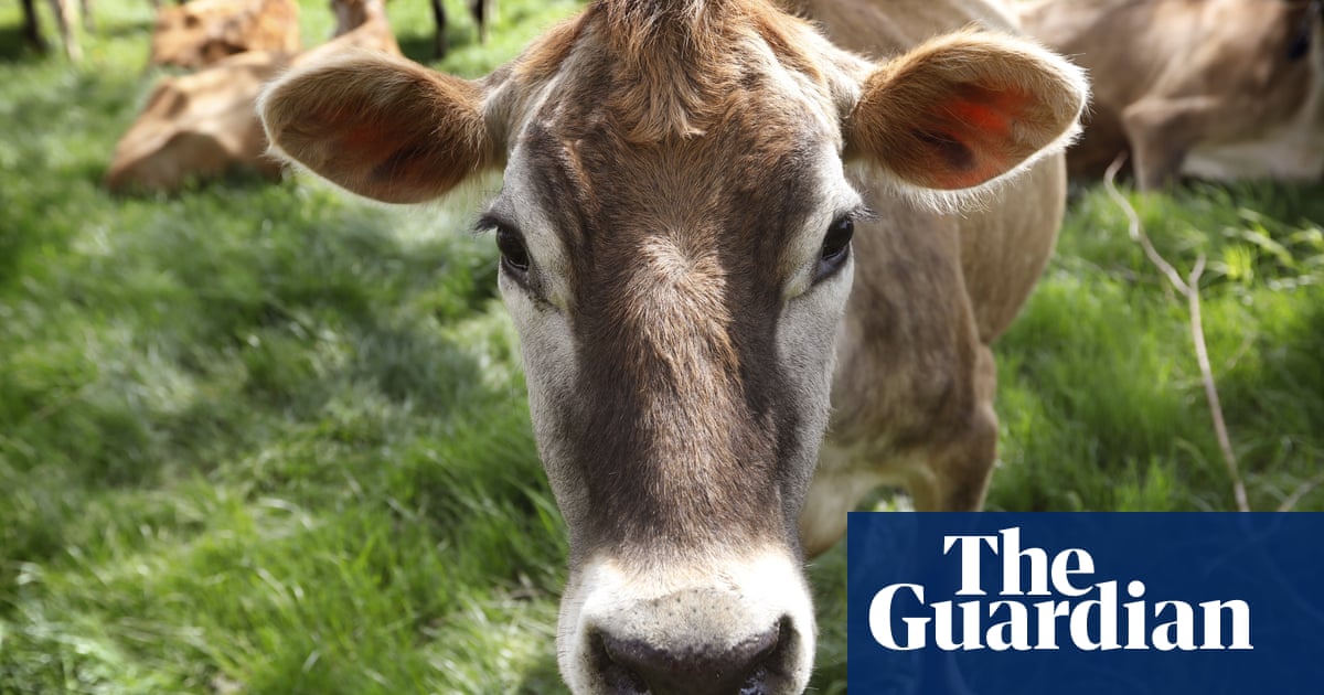 Featured image for Avian Influenza Detected in US Dairy Cows and Seals