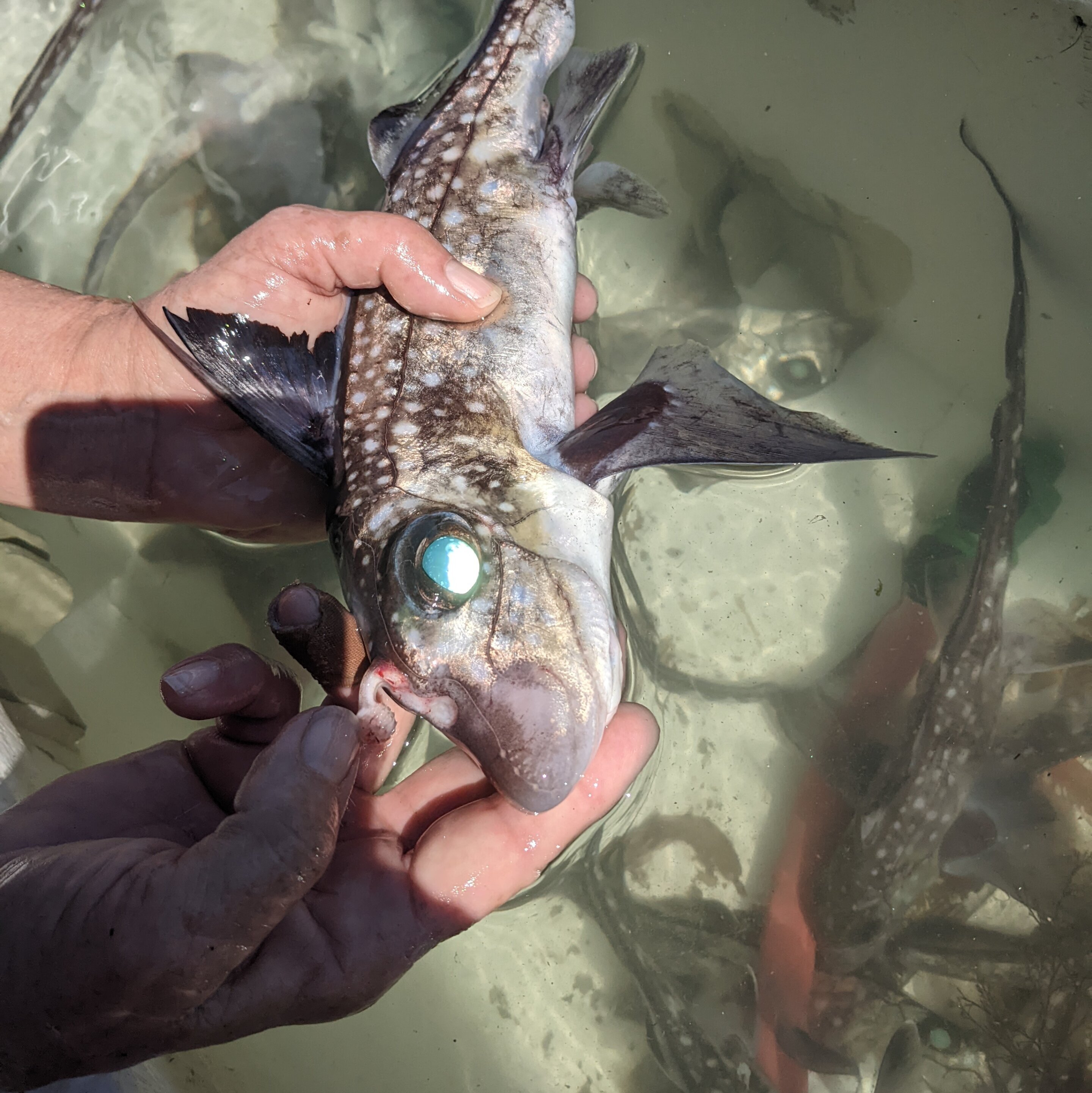 Featured image for Ghost sharks develop forehead teeth to aid in reproduction