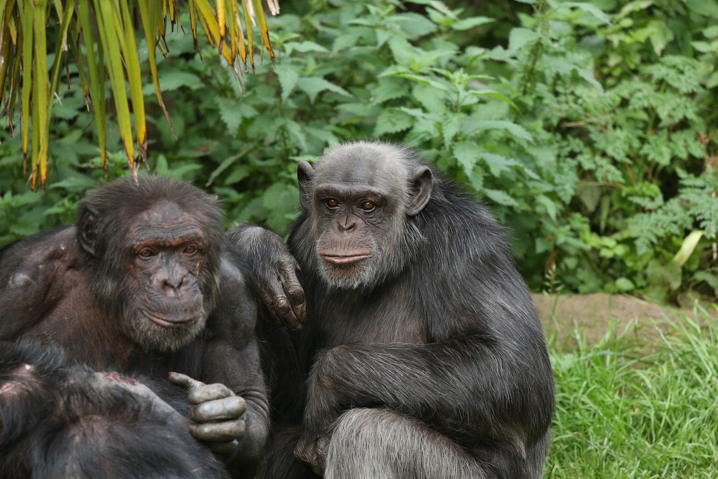 Featured image for Primate Memory: Apes Recall Long-Lost Connections Decades Later