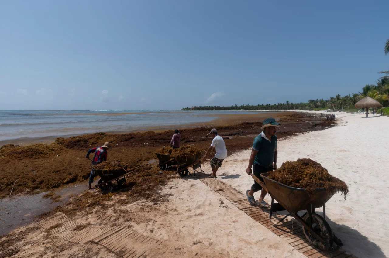Massive Seaweed Belt Approaching Florida's Coastline.